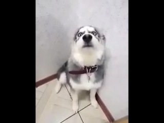 husky gnawed off shoes and now repents