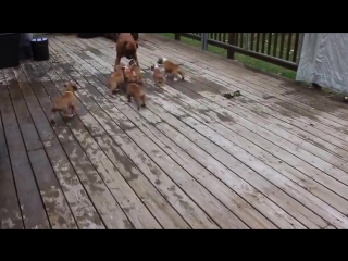 boxer dad and his teens