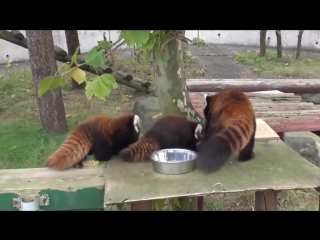 cute red pandas