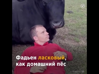 friendship between man and bull