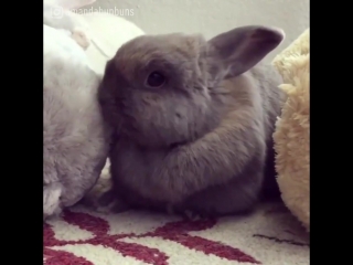 yawning rabbit