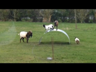 the goats have fun