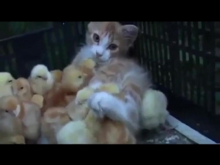 kitten and chicks