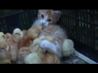 kitten and chicks