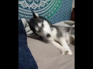 husky fooling around