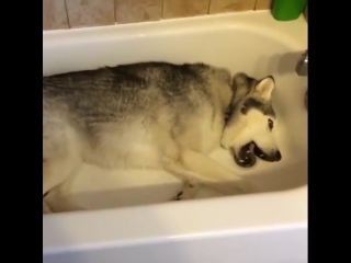 depressed husky