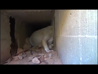 rescue of a dog stuck in concrete