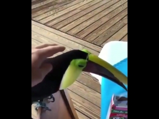 eating toucan