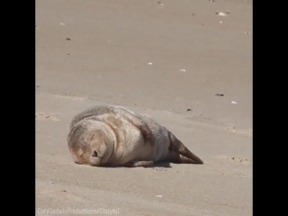 seal sunbathing