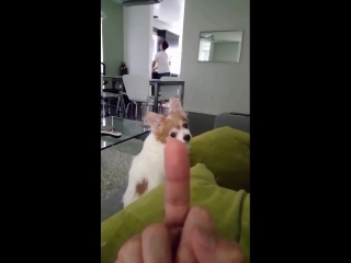 dog reaction to middle finger