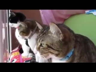 conversation of three cats