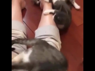 brutal attack of kittens on a person