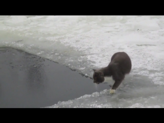 cat on winter fishing