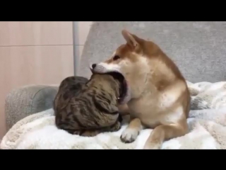 dog eats cat