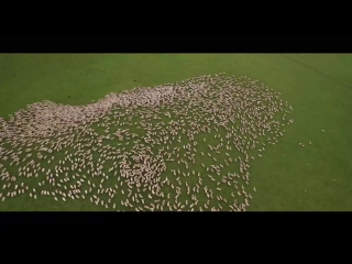 drone filmed dogs herding sheep