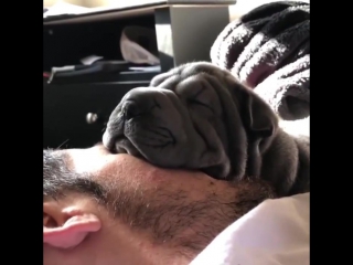 dog loves to sleep on owner's face