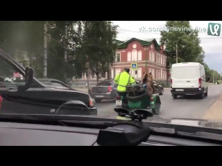 bear in a motorcycle sidecar