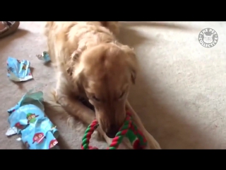 pets open christmas presents