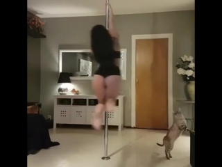 dancing with cats