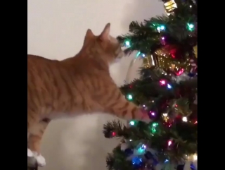 cats and christmas tree