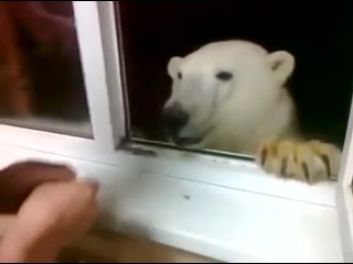 polar bear away