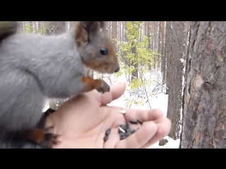 the man decided to feed the squirrel from his hand