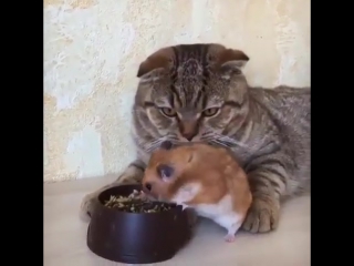 friendship of a cat and a hamster