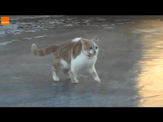 cat on ice