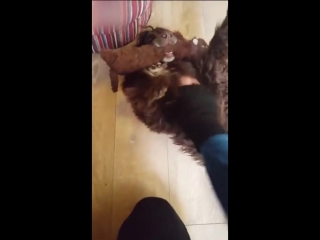 dog rejoices at the return of the owner