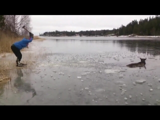 moose rescue from the water