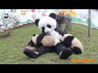 park rangers dress up as pandas to play with baby pandas