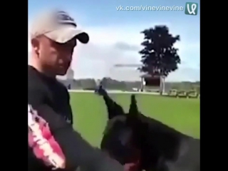 doberman clearly executes commands