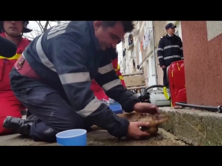 firefighter saves a dog's life