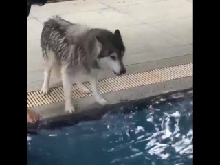 husky is afraid to swim