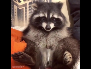 raccoon eats