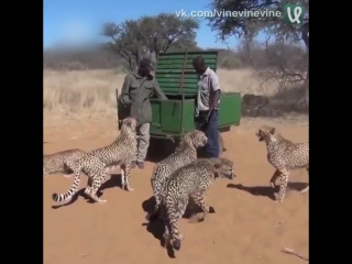 feeding cheetahs