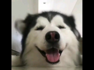 husky dancing with his ears