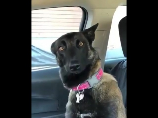 the reaction of the dog to the fact that the family will have a teen