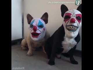 dog masks