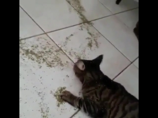 when given catnip