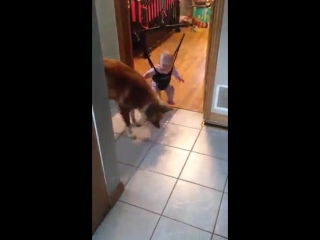 dog teaches baby to jump