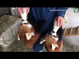 red panda eating