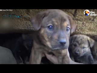 rescuing puppies from the cave