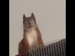 squirrel vitas