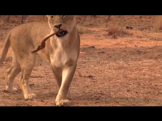 wild lion plays like a dog