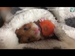 hamster eats a carrot