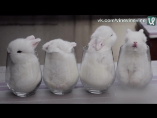 rabbits in glasses