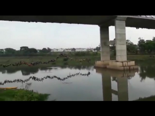 245 people jump off the bridge at the same time