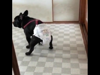 dog in a diaper