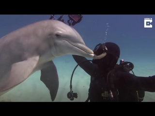 kisses with dolphins